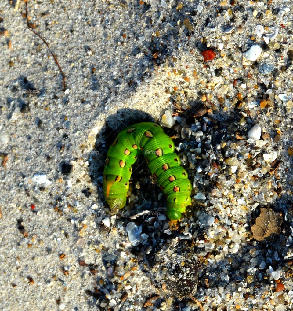 Caterpullar. Found this on a beach in Corpus Christi Texas