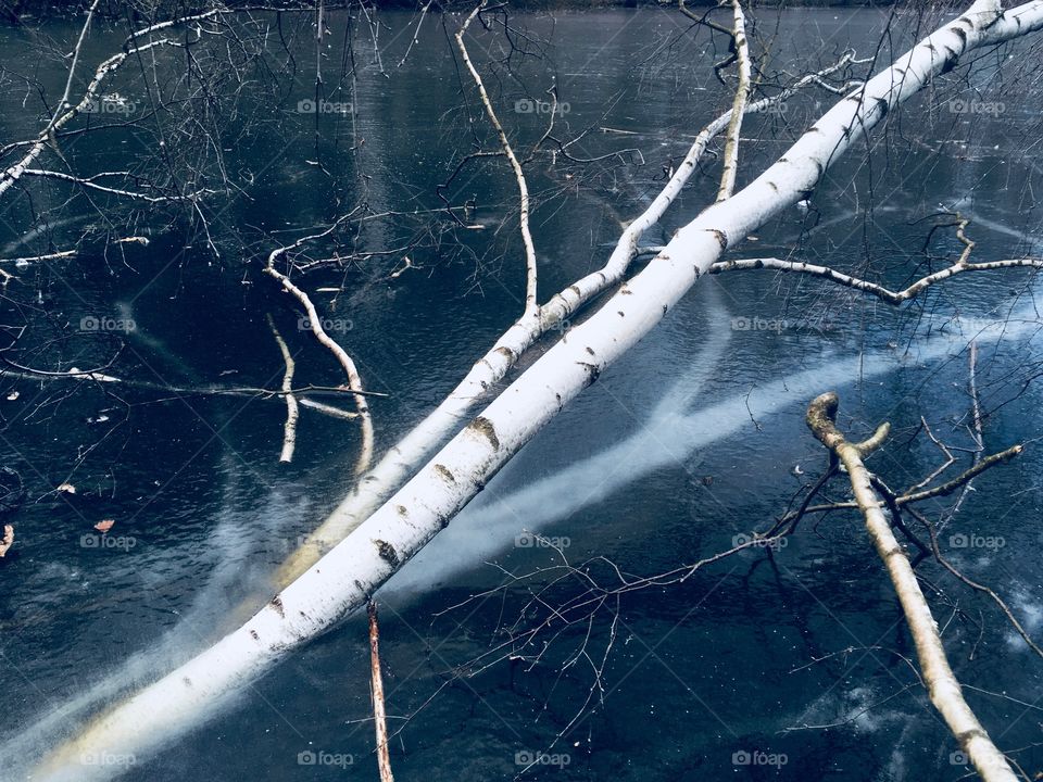 Tree in Frozen lake 