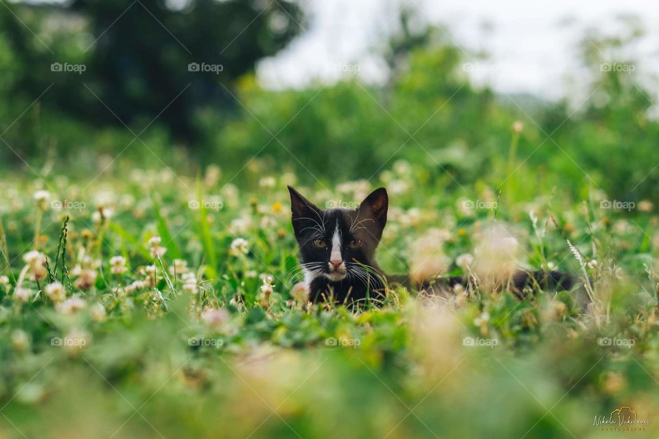 Cat in the grass
