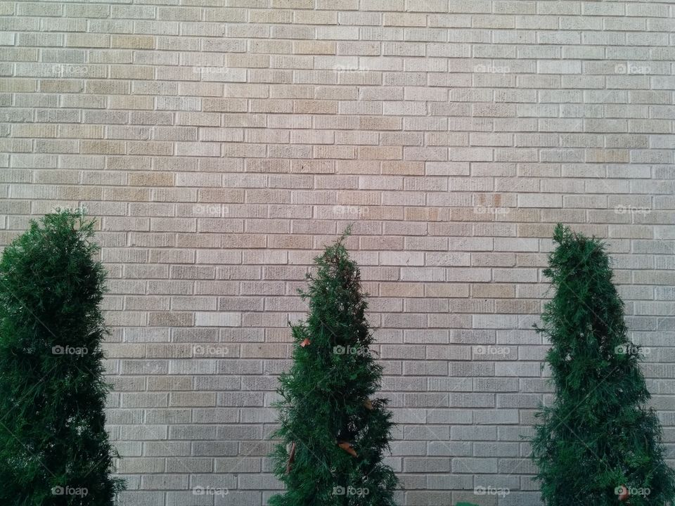 Evergreens and bricks