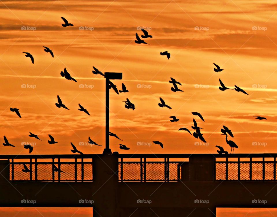 Magic Sunrise and Sunset - A flock of of black birds fly over the Gulf of Mexico and the pier during a fabulous golden hour sunset