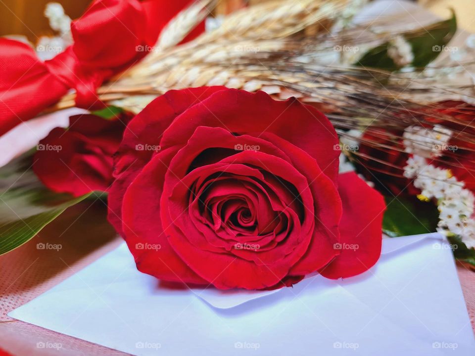 bright red rose resting on a white greeting card