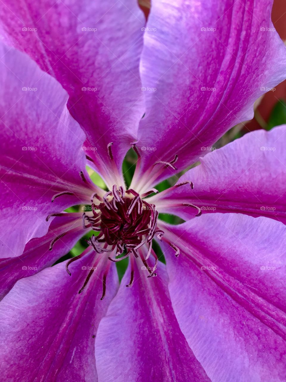 clematis close up