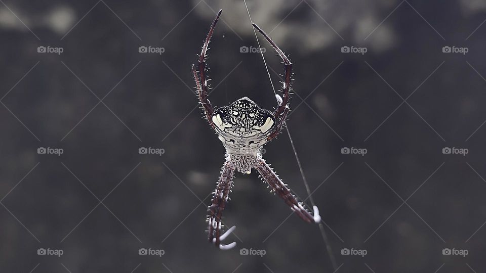 Variety of life: Argiope appensa (Hawaiian garden spider)
Argiope appensa or Hawaiian Garden Spider is a species of spider in the Araneidae family.  This species is also part of the genus Argiope and the order Araneae.