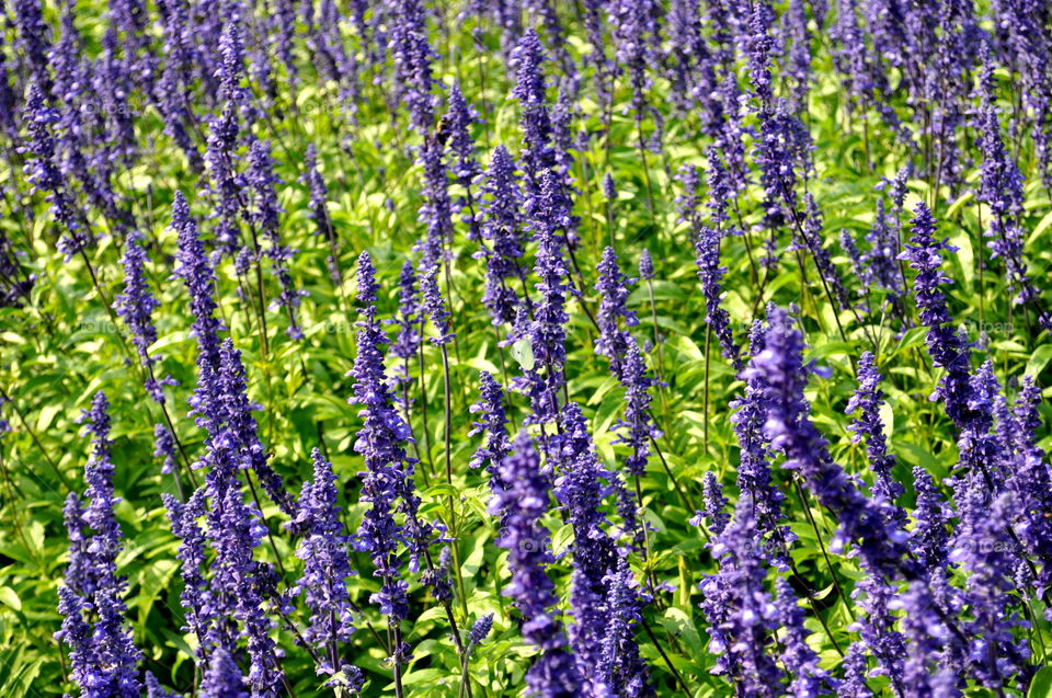 Lavender fields in Longwood Gardens, PA