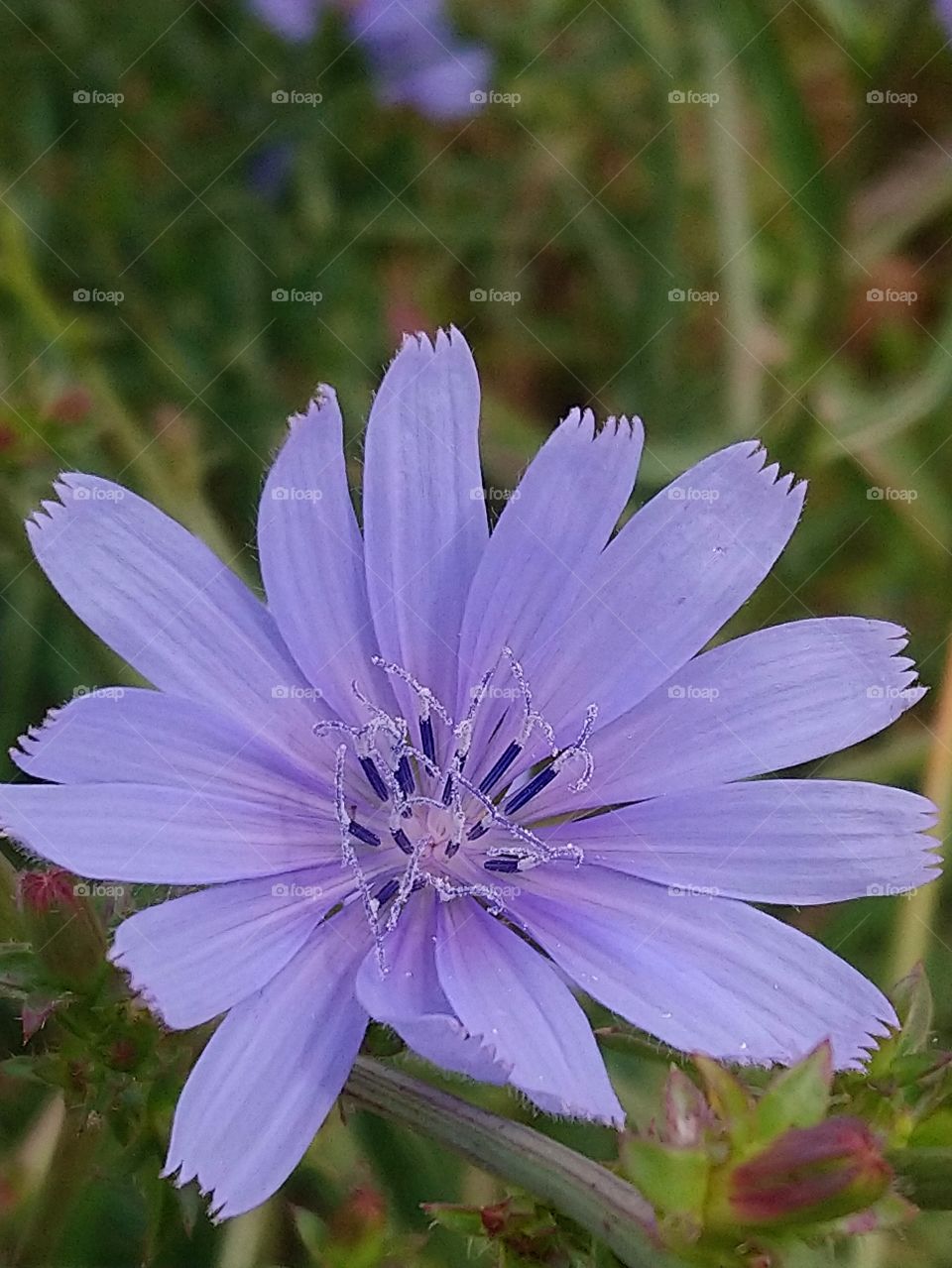 Beautiful wild flower