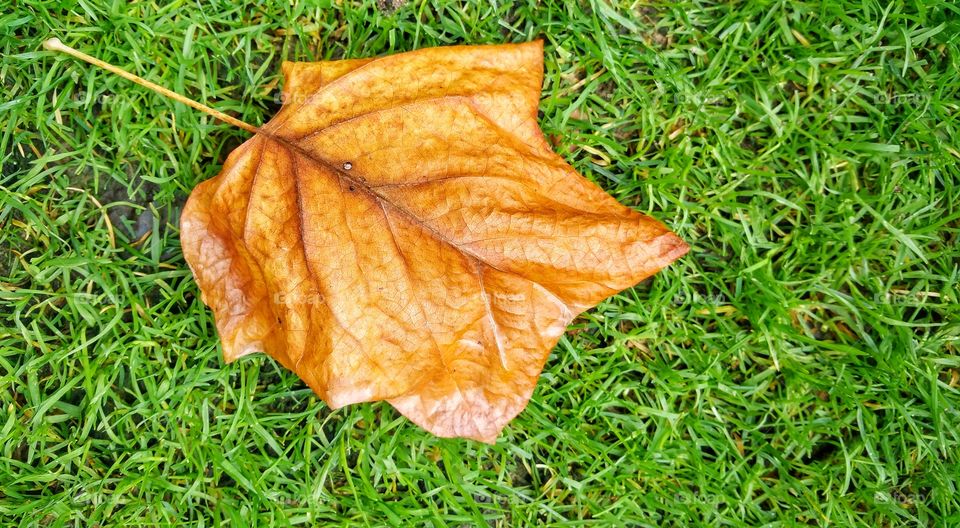 Fallen leaf resting on the grass. Leaf is dry and shriveled while the grass is lush and green.