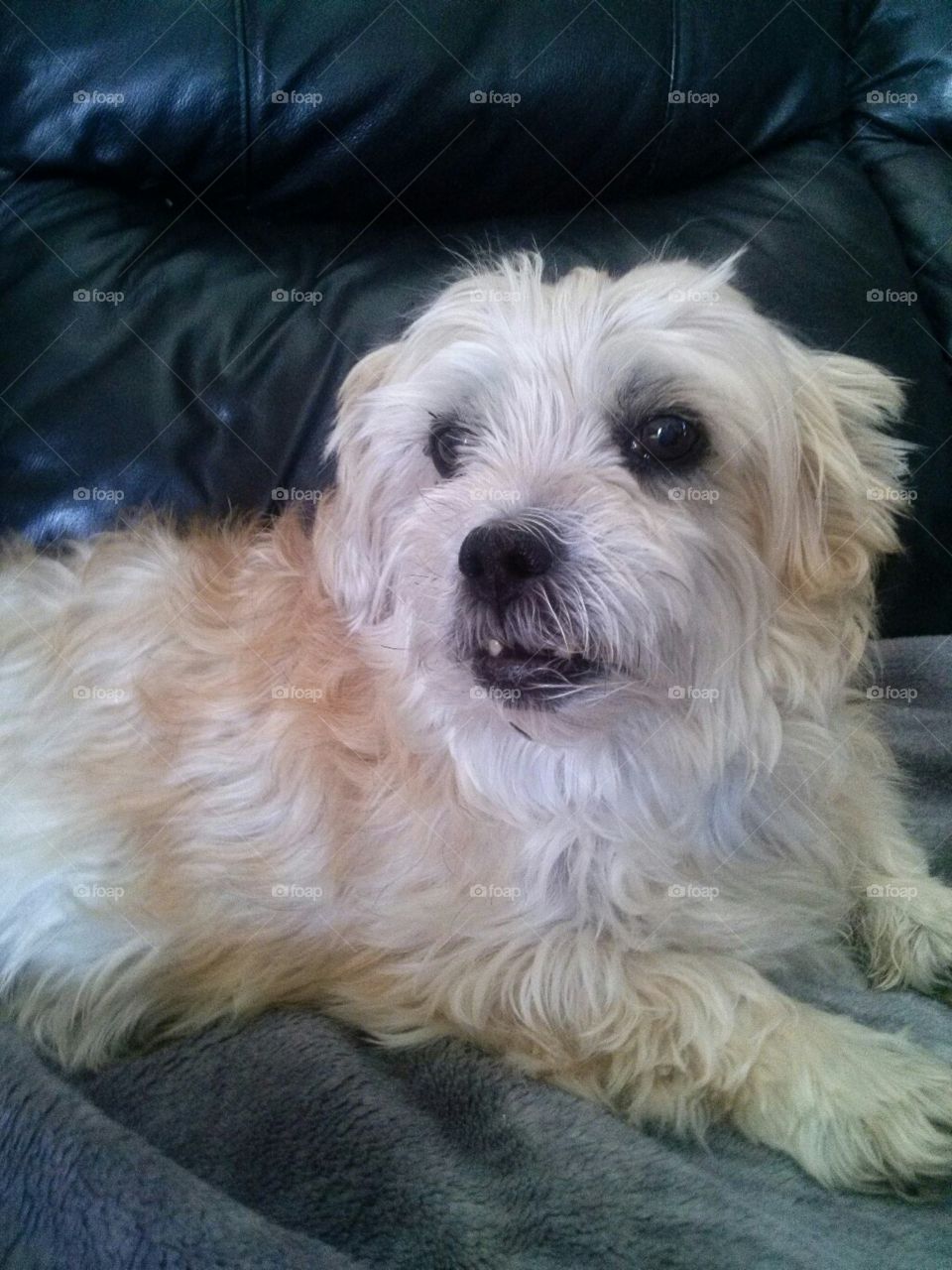 In loving memory of Rexy. The most loyal little man anyone could have asked for, and so handsome. I'm hoping many people get the chance to see your little face and smile πππ