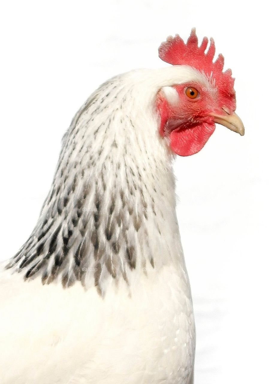 Chicken Profile