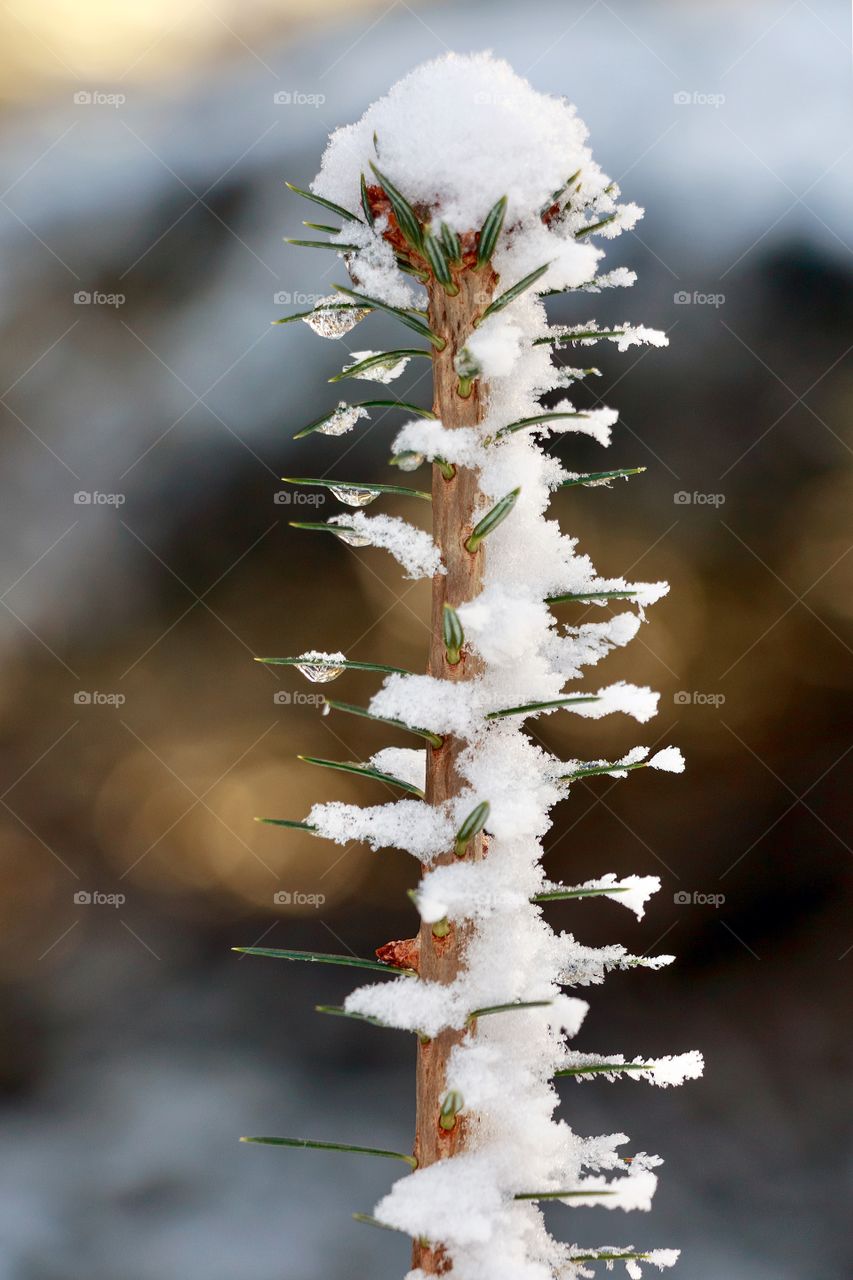 Snow and frost on the pine