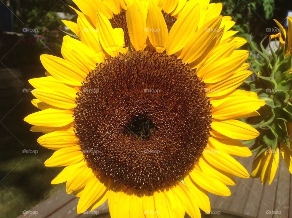 A close up of a beautiful sunflower.