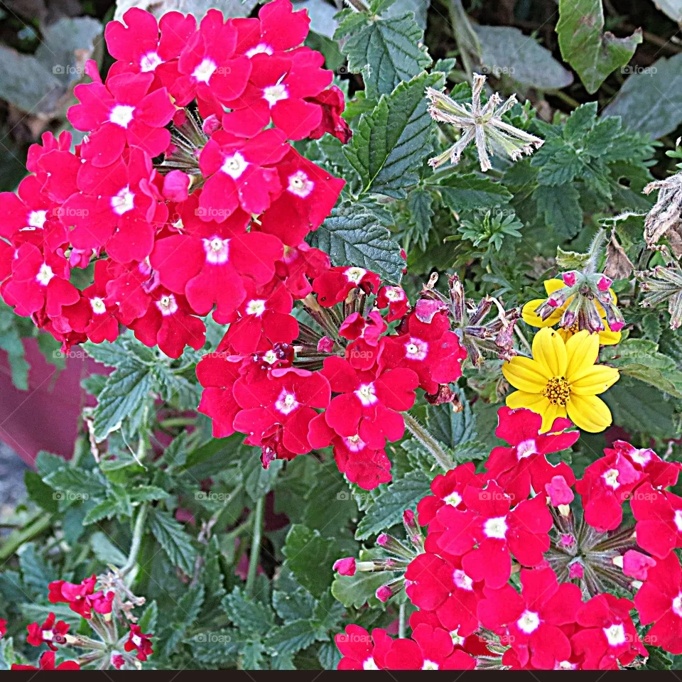 Polka dot flowers