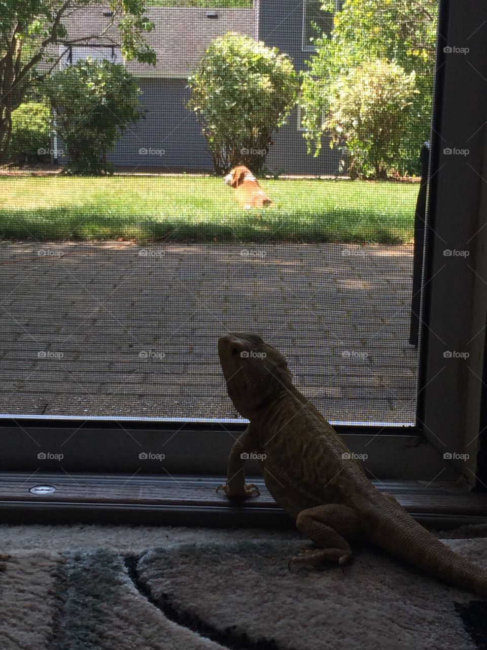 Lizard longs to be outside