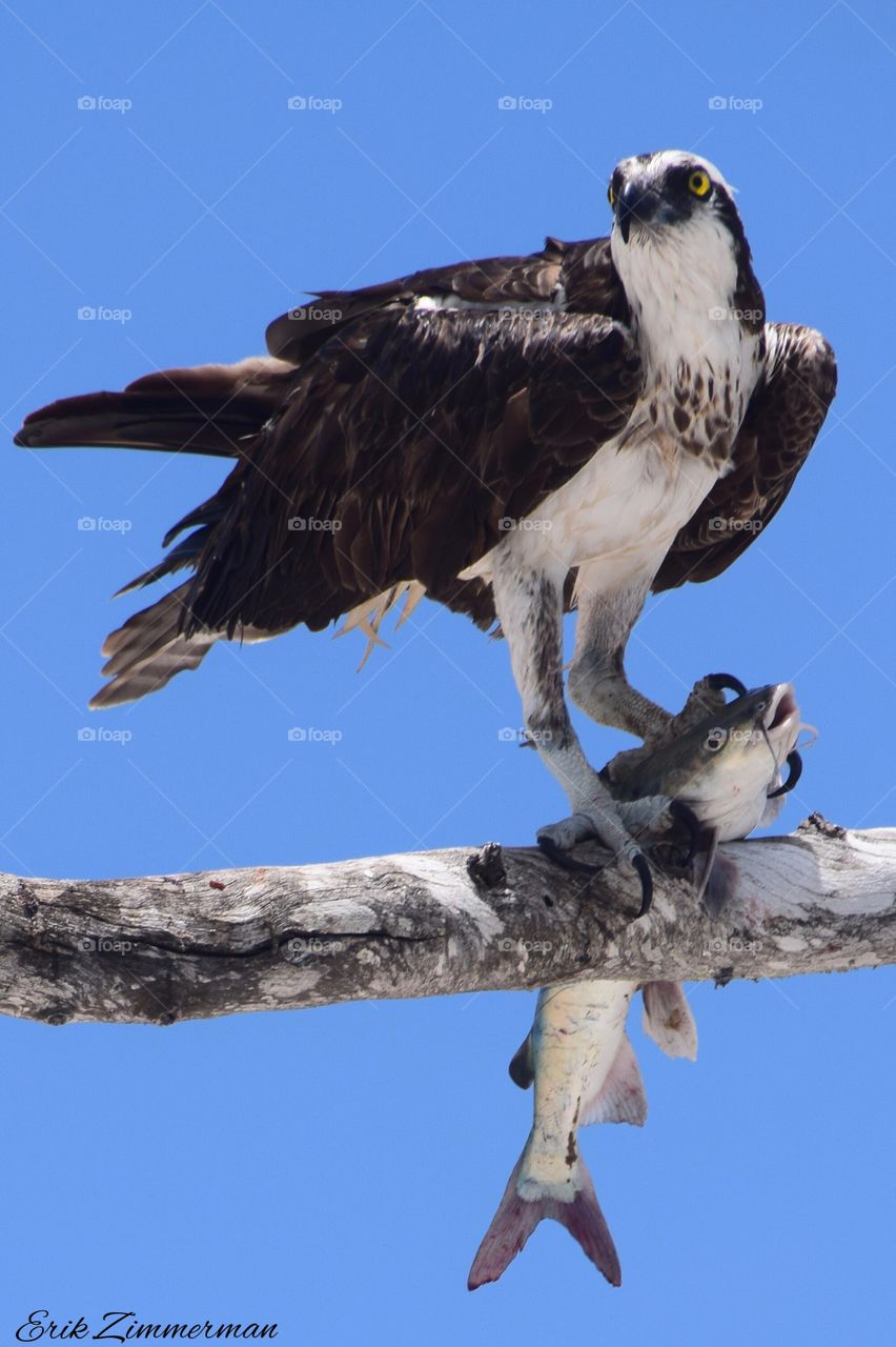 Lunch time for the Osprey..