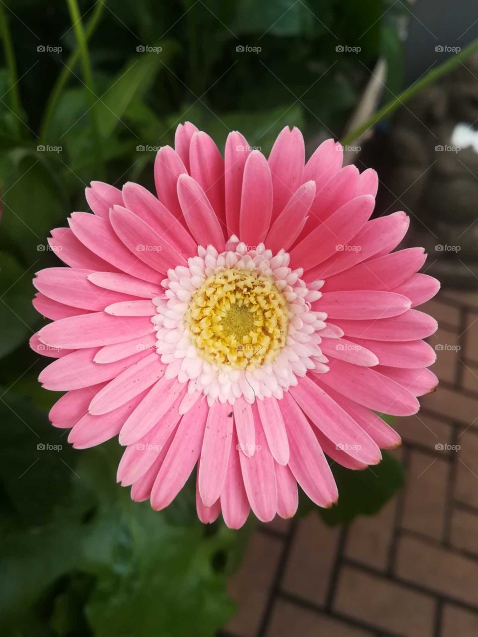 Gerbera