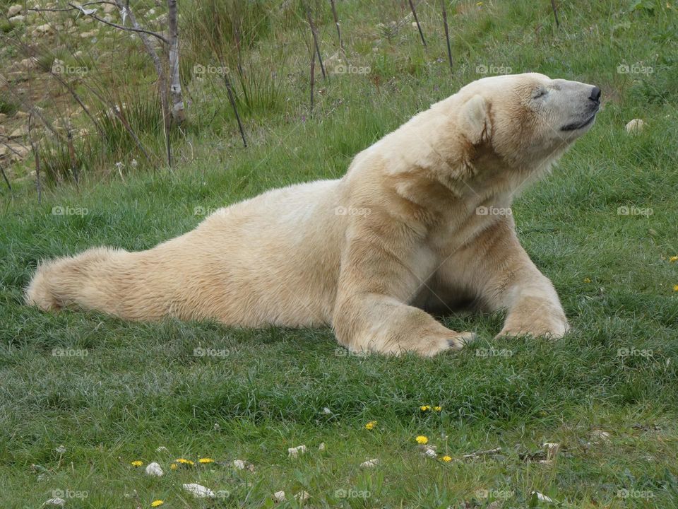 A close up of a polar bear