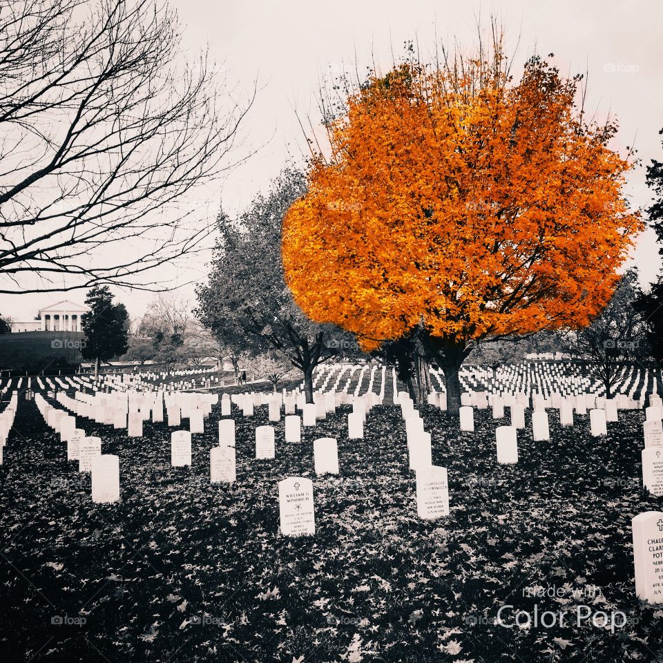 Arlington National Cemetery - Fall Color 