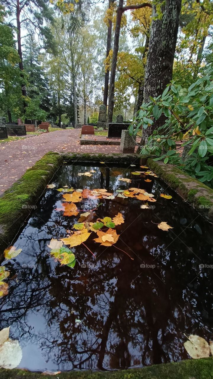 Yellow leaves in the water in autumn, an open well