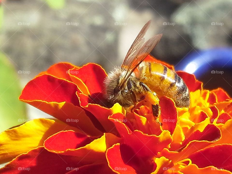 hungry bee