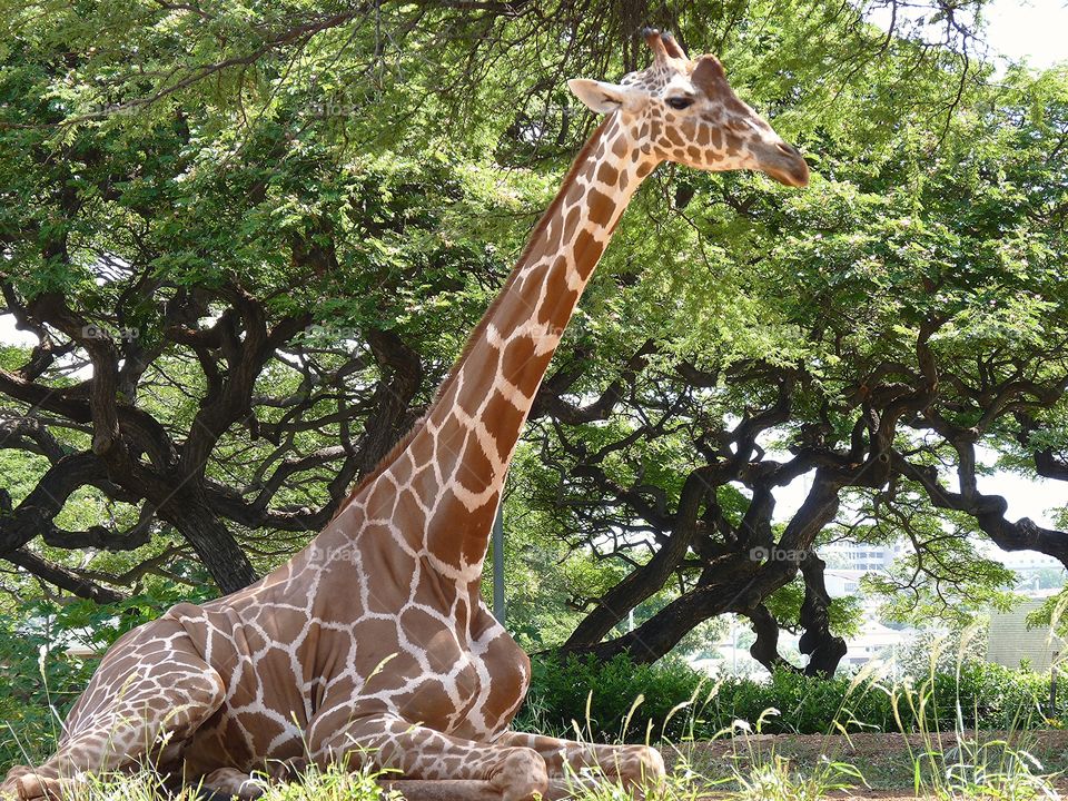 Giraffe resting at Honolulu Zoo 

