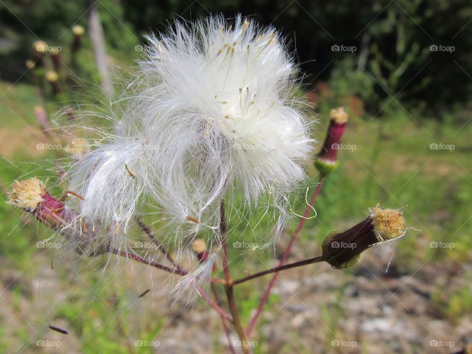 White wild flower blowing in wind