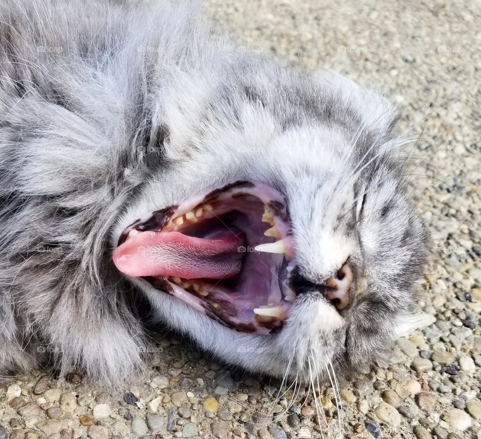 Cat Gives Big Yawn