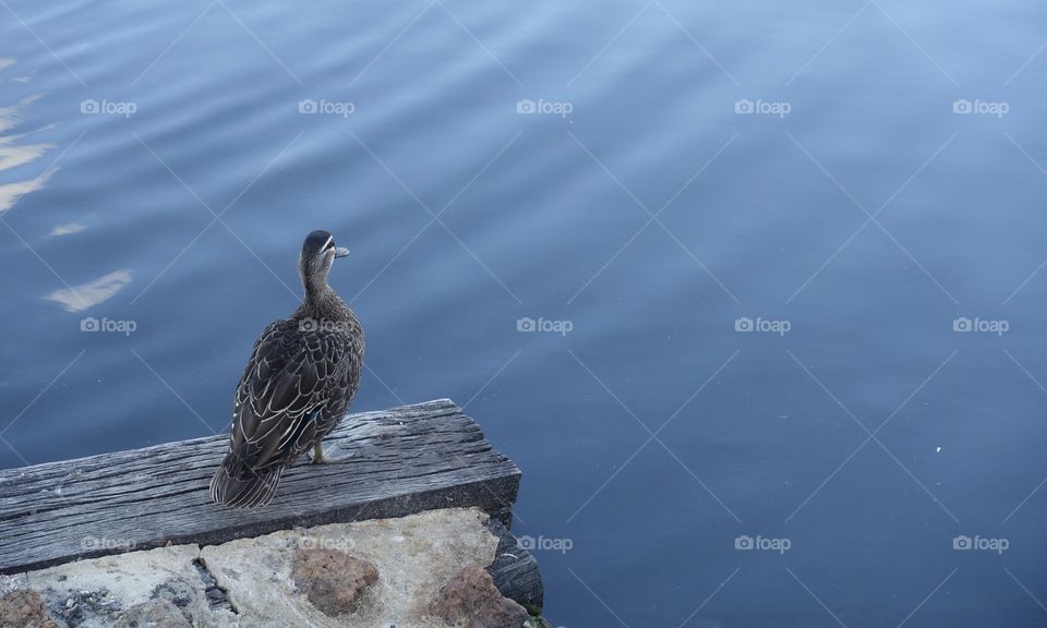 Duck’s back near the water.