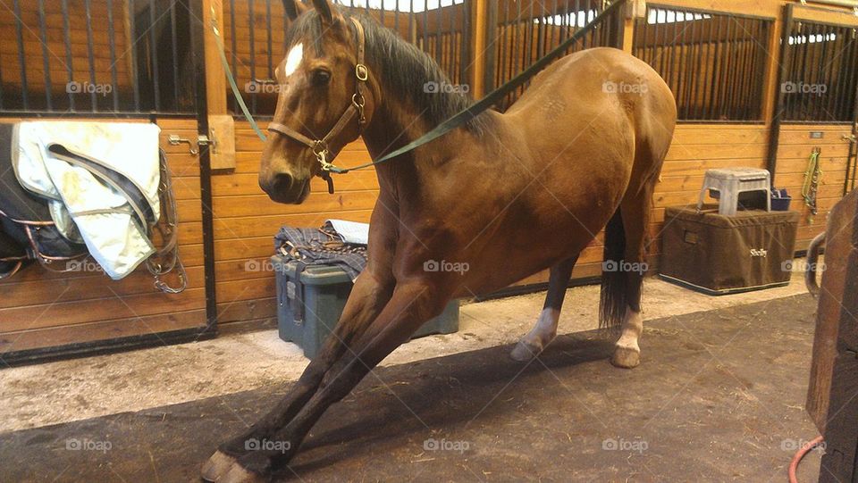 Stretching Horse
