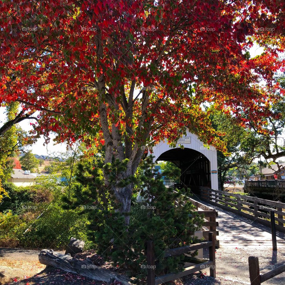 Covered Bridge in Fall