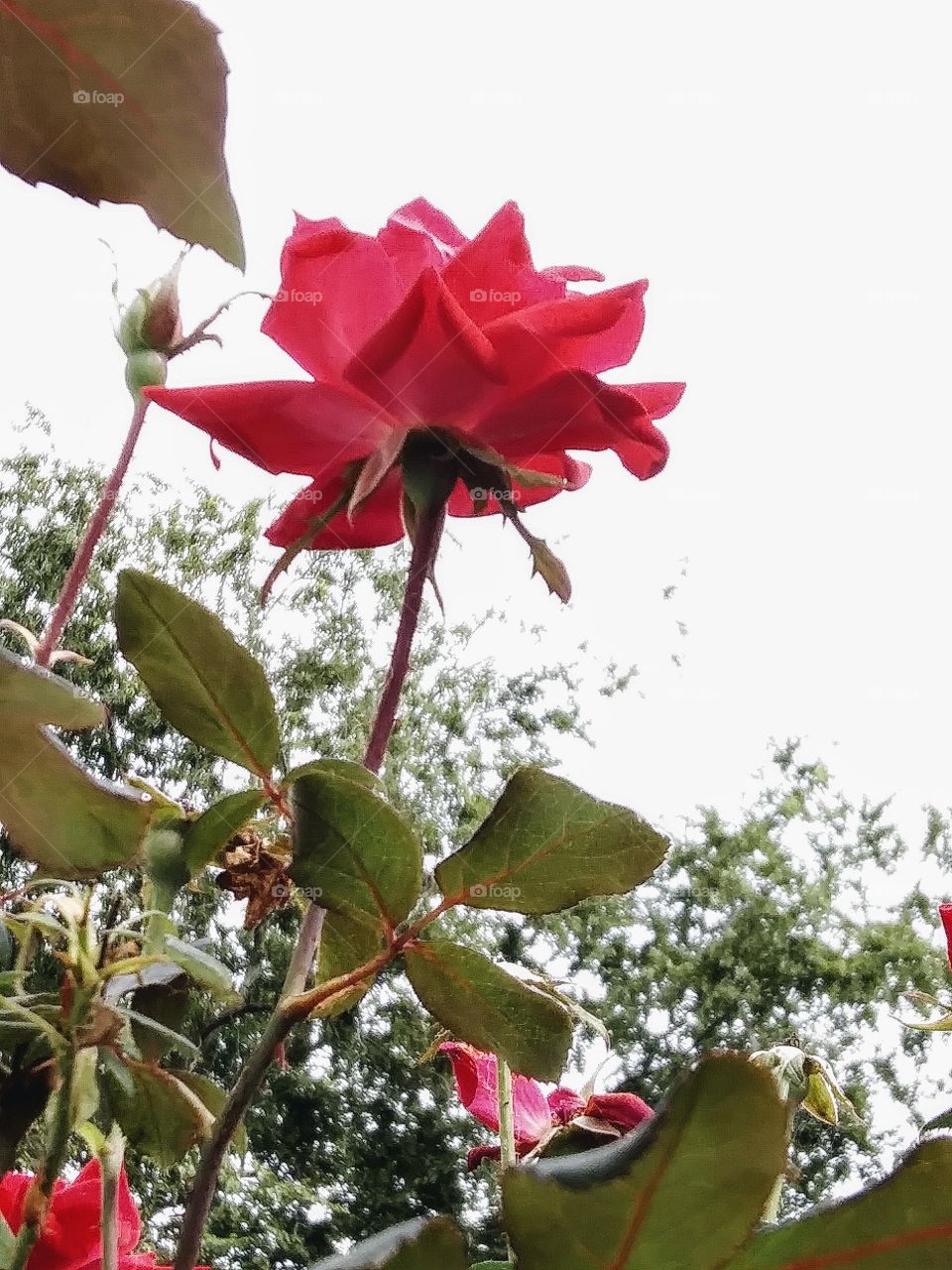 red rose in bloom