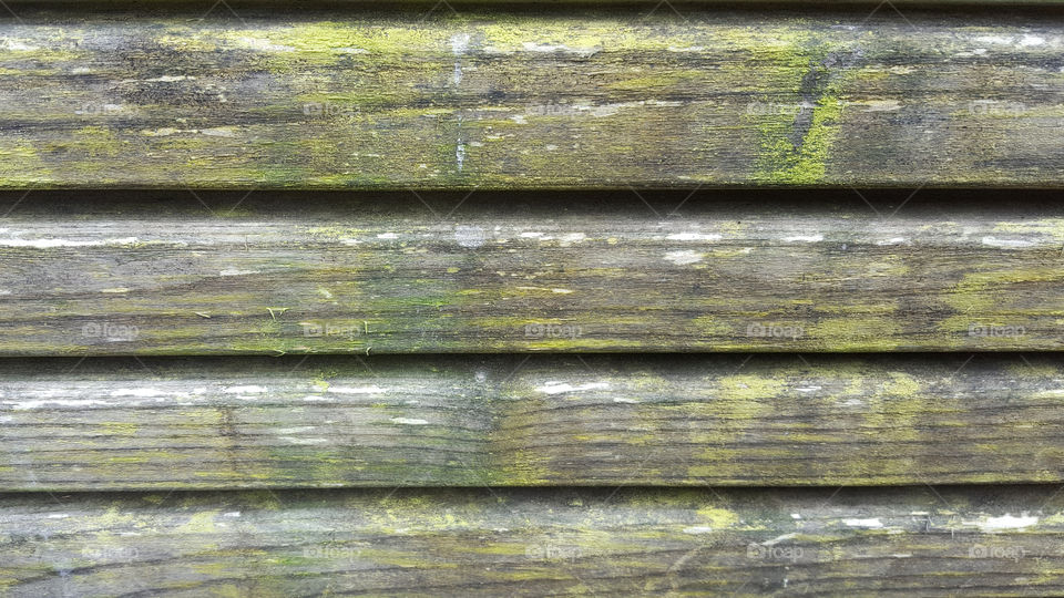 Moss on old wooden bench 