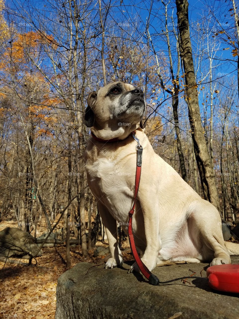 Puggle in the woods
