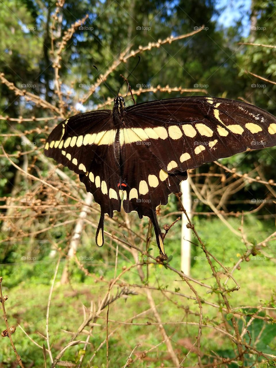 natureza é bela,  borboleta e sua beleza natural