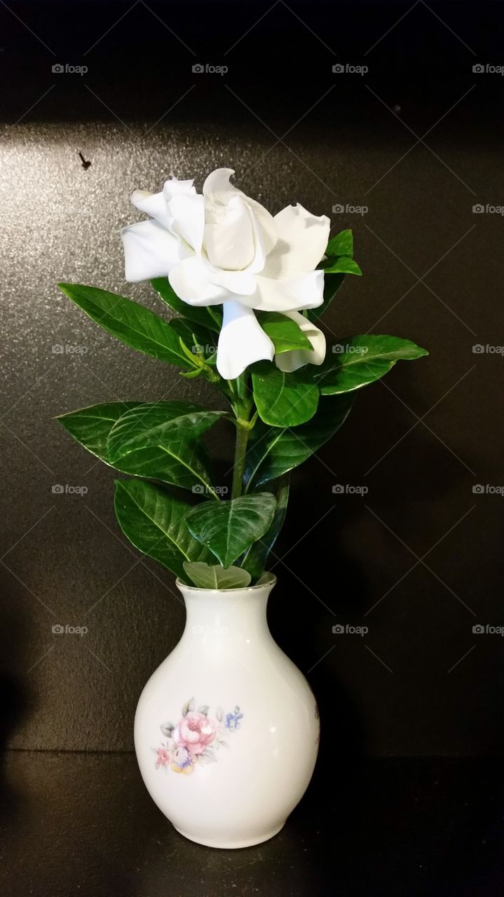 Gardenia