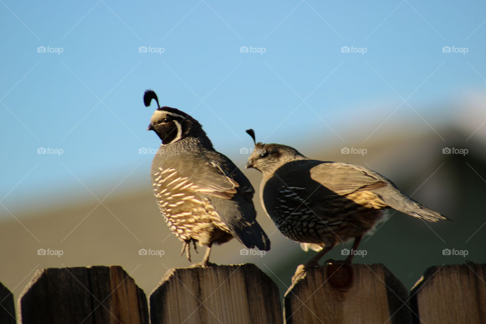 Wild quail couple closeup