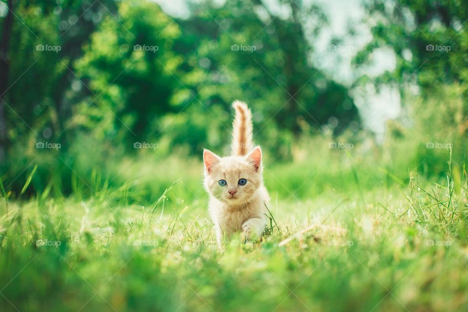 Beautiful and cute cat