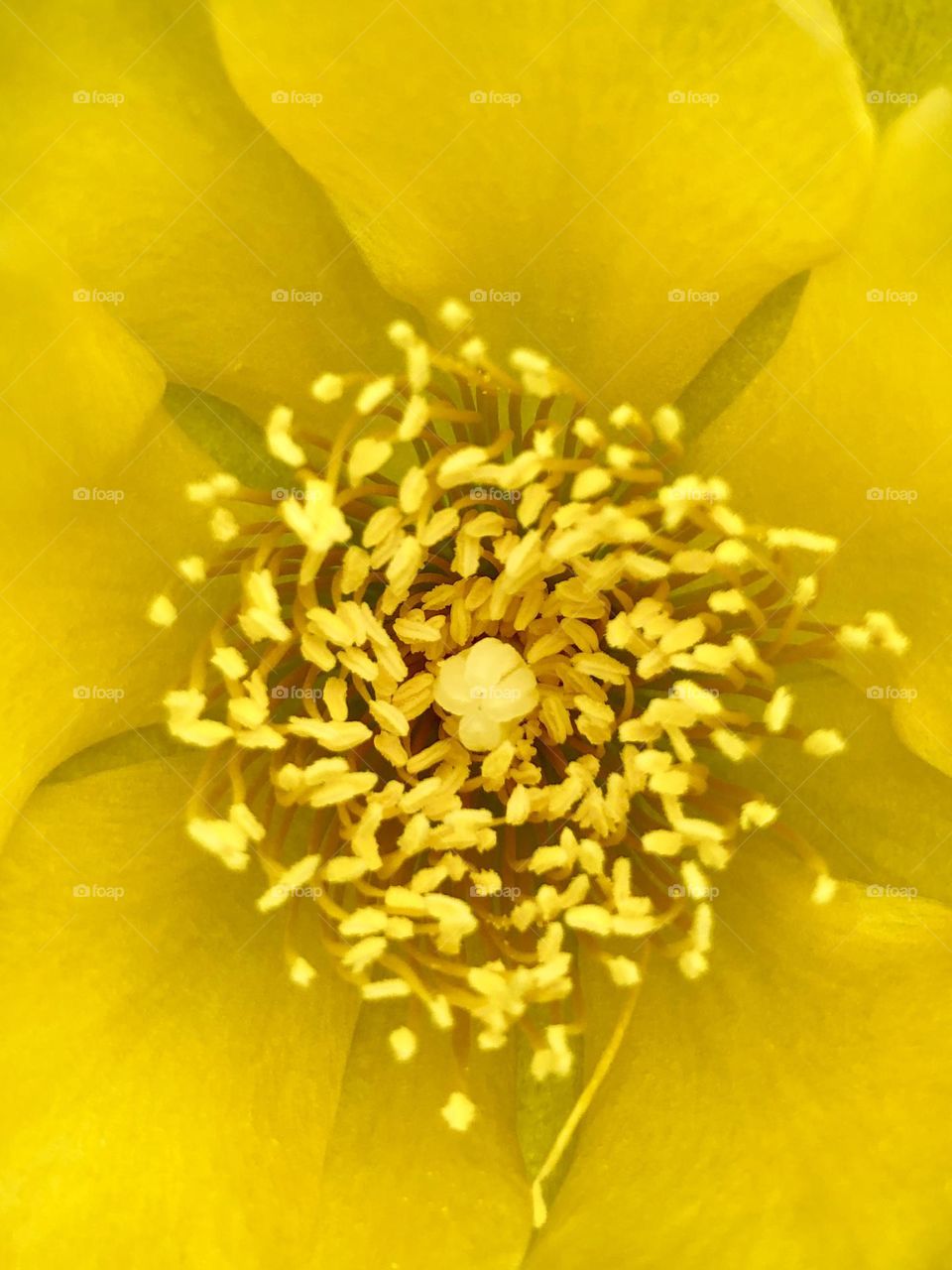 Full frame closeup on yellow bloom