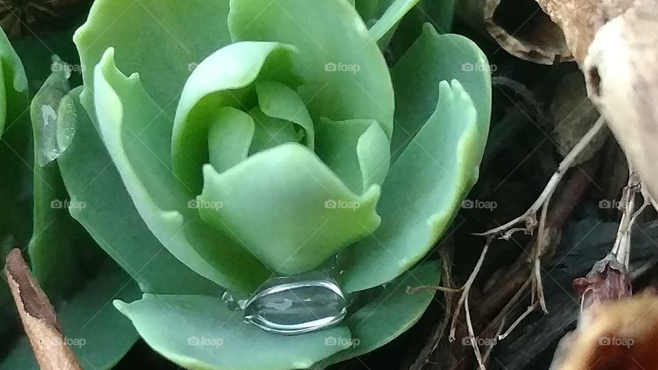 Cactus, Flora, Nature, Flower, Succulent