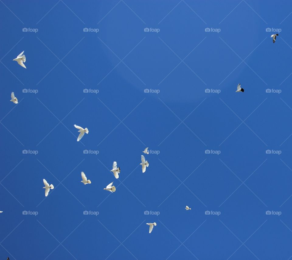 Doves in the sky