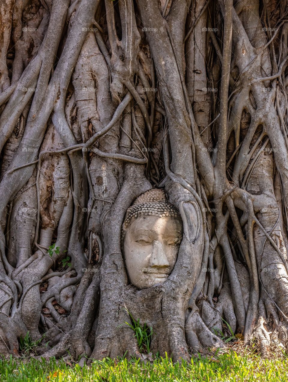 Buddha Face at Wat Mahathat in Ayutthaya Thailand Southeast Asia