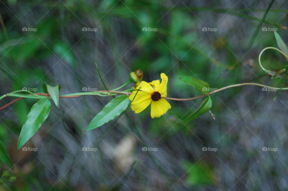 Yellow flower and vine