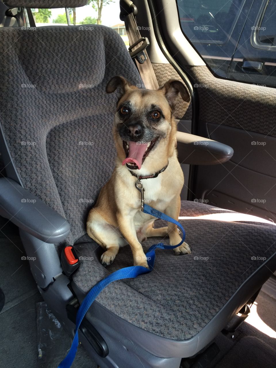 Doggy passenger. When you have no where to sit.