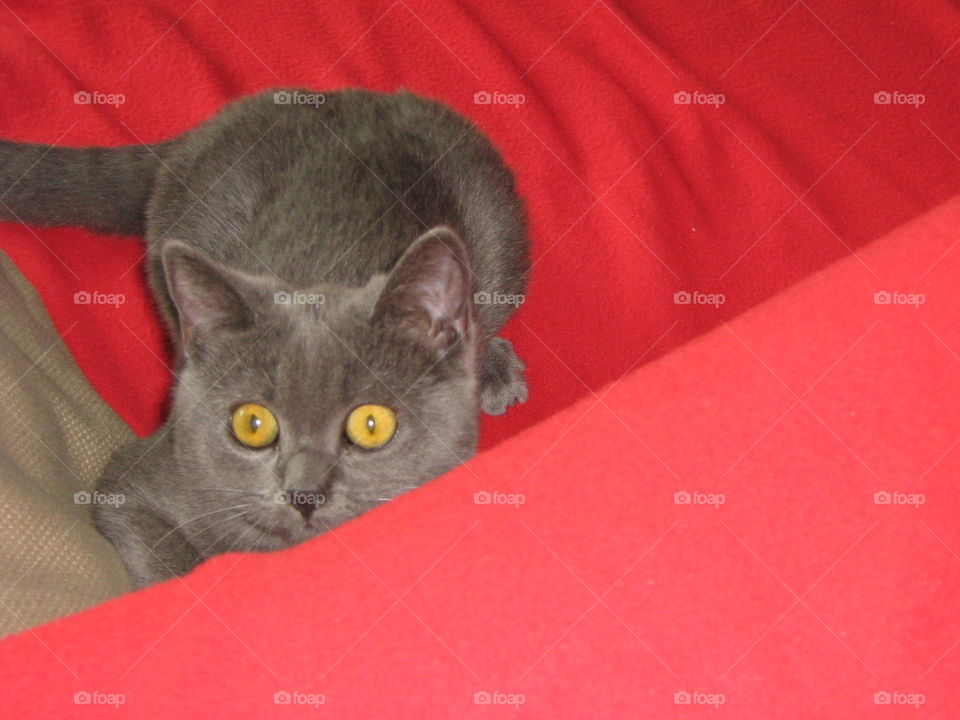 Cat, Pet, Mammal, Domestic, Portrait