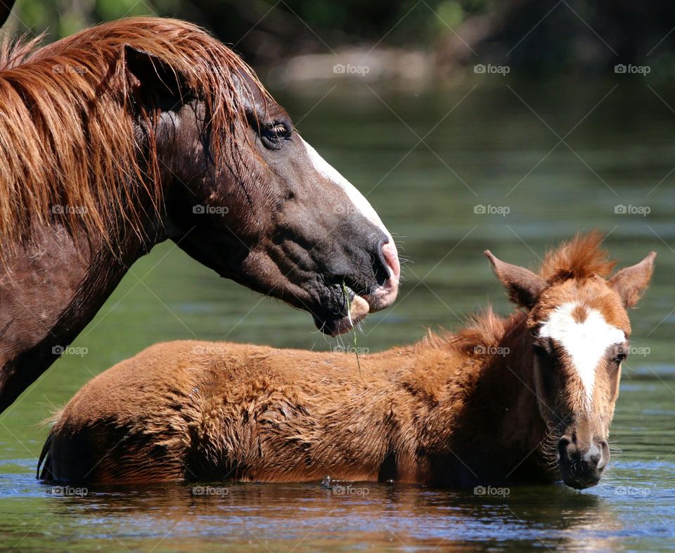 Wild Horse Father and Son
