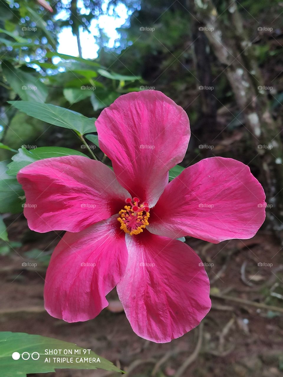 Eu vejo flores em Você