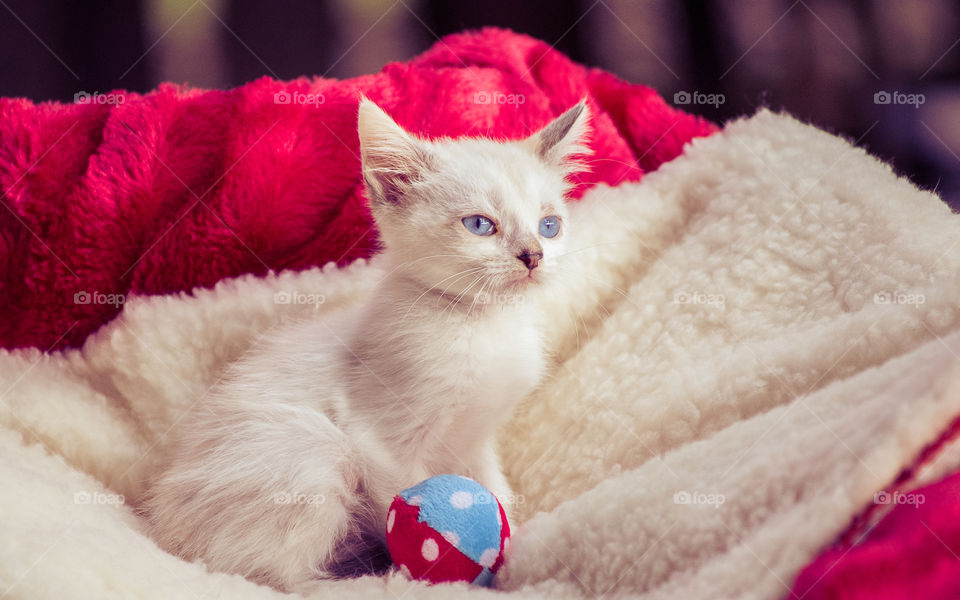 White kitten waiting for adoption