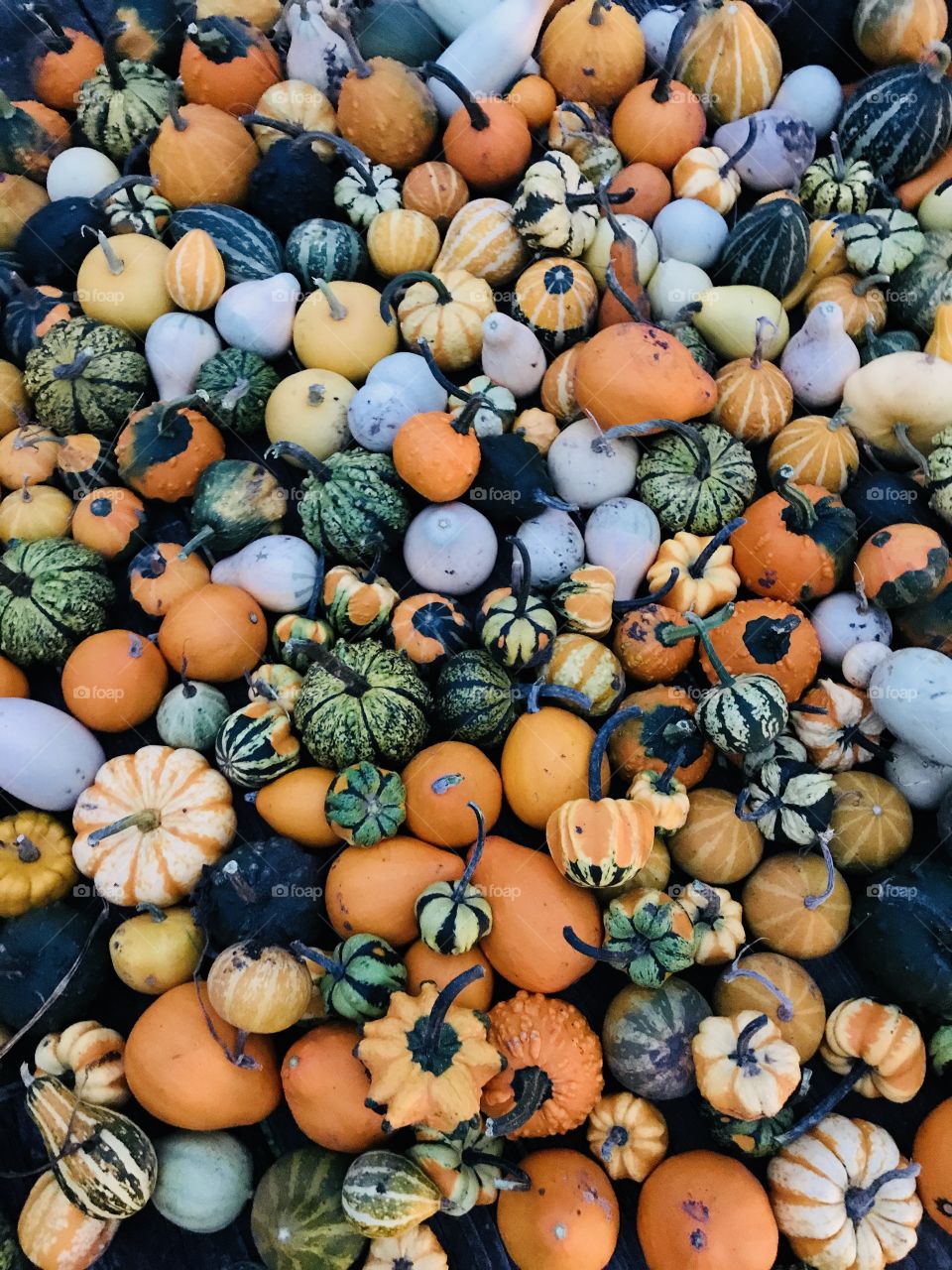 Gourds galore!  It’s fall!