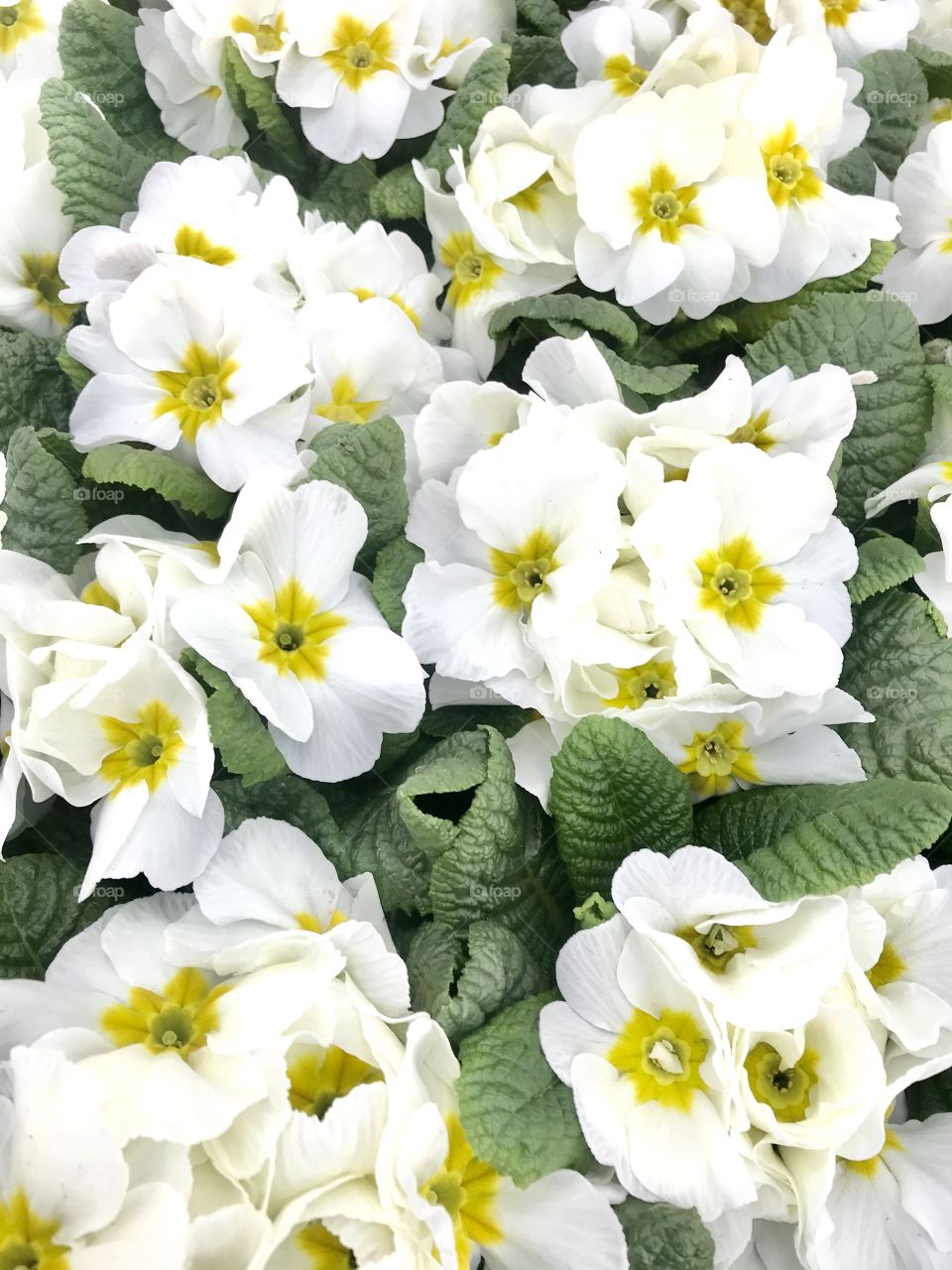 Primroses,Spring,Flowers,White