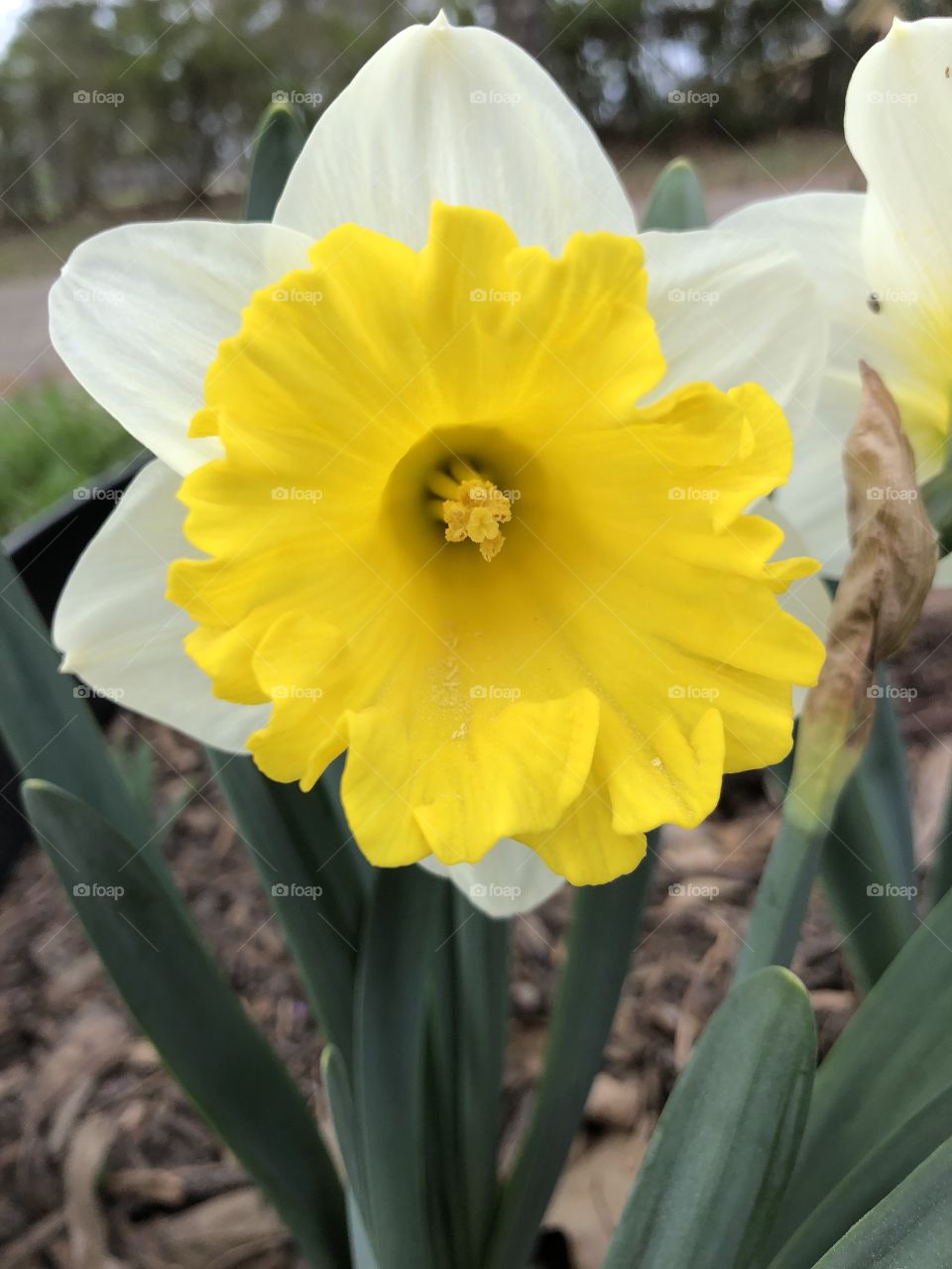 Yellow and white Gladiolus 