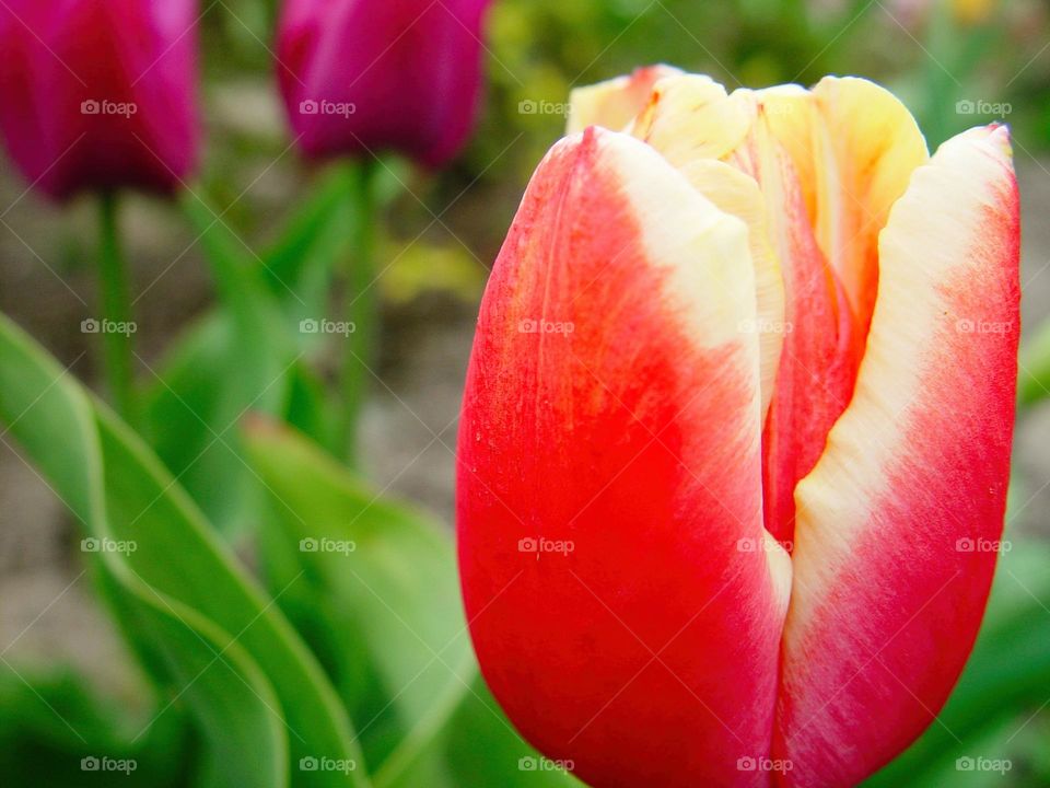 tulips